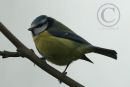 Blue Tit
